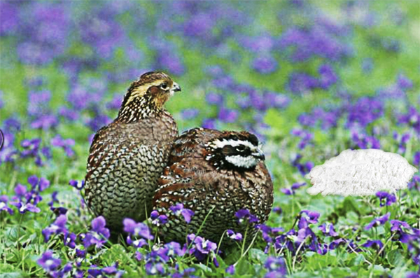Quails On Cocaine: Quotes of the Week: “Are quail more sexually promiscuous on cocaine?”