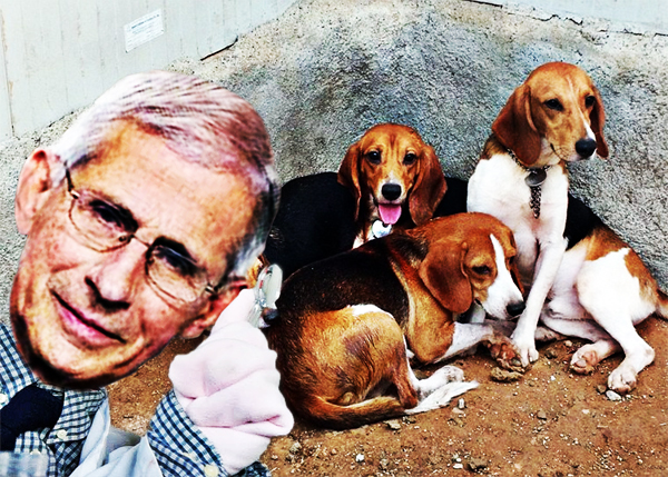 Dr Fauci Cruel Experiments With Beagle Puppies