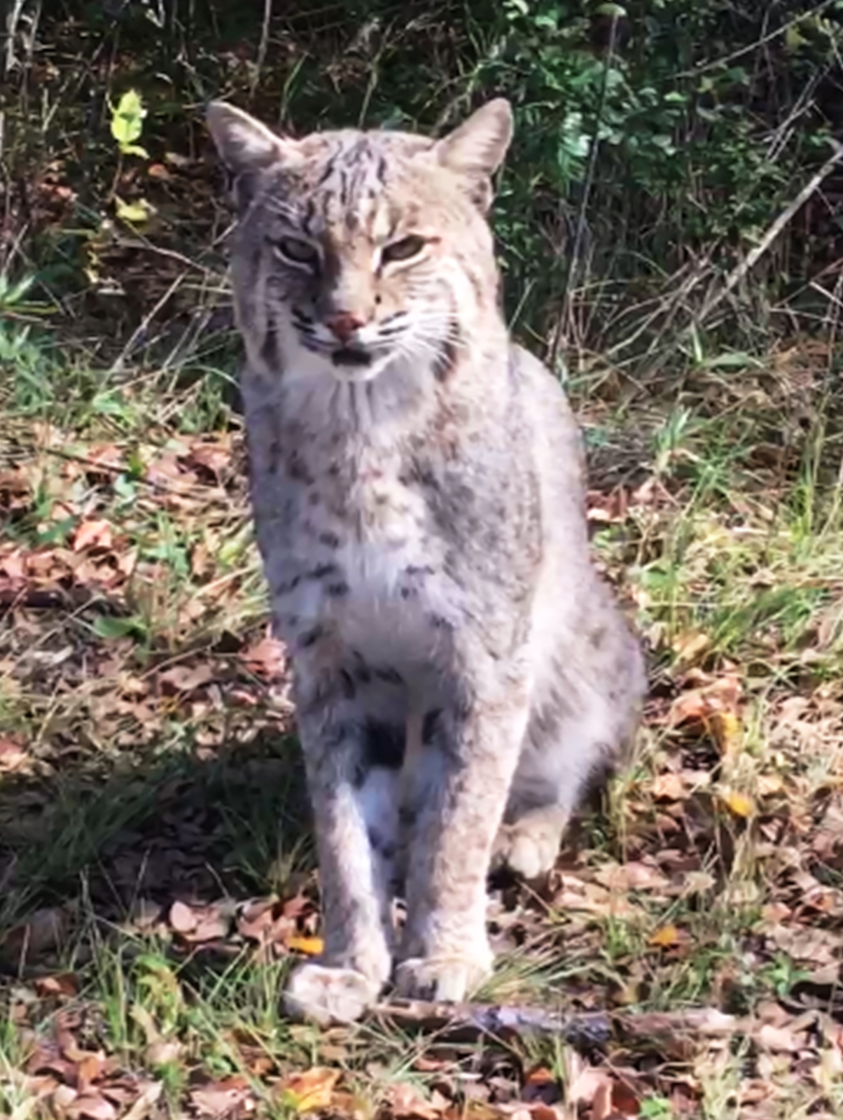 Alpha Male Bobcat on the  River Legacy Trail. Alpha Mail March 2011 - January 19 2020.  His father was a Lynx.