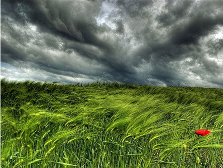 Captured Emotion - stormy wheat field