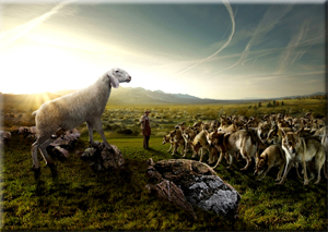 Sheep overlooking the Wolves