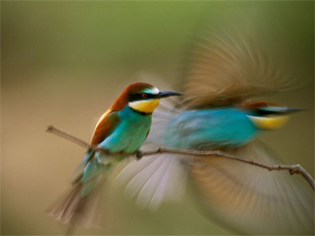 Bee-Eaters, Hungary