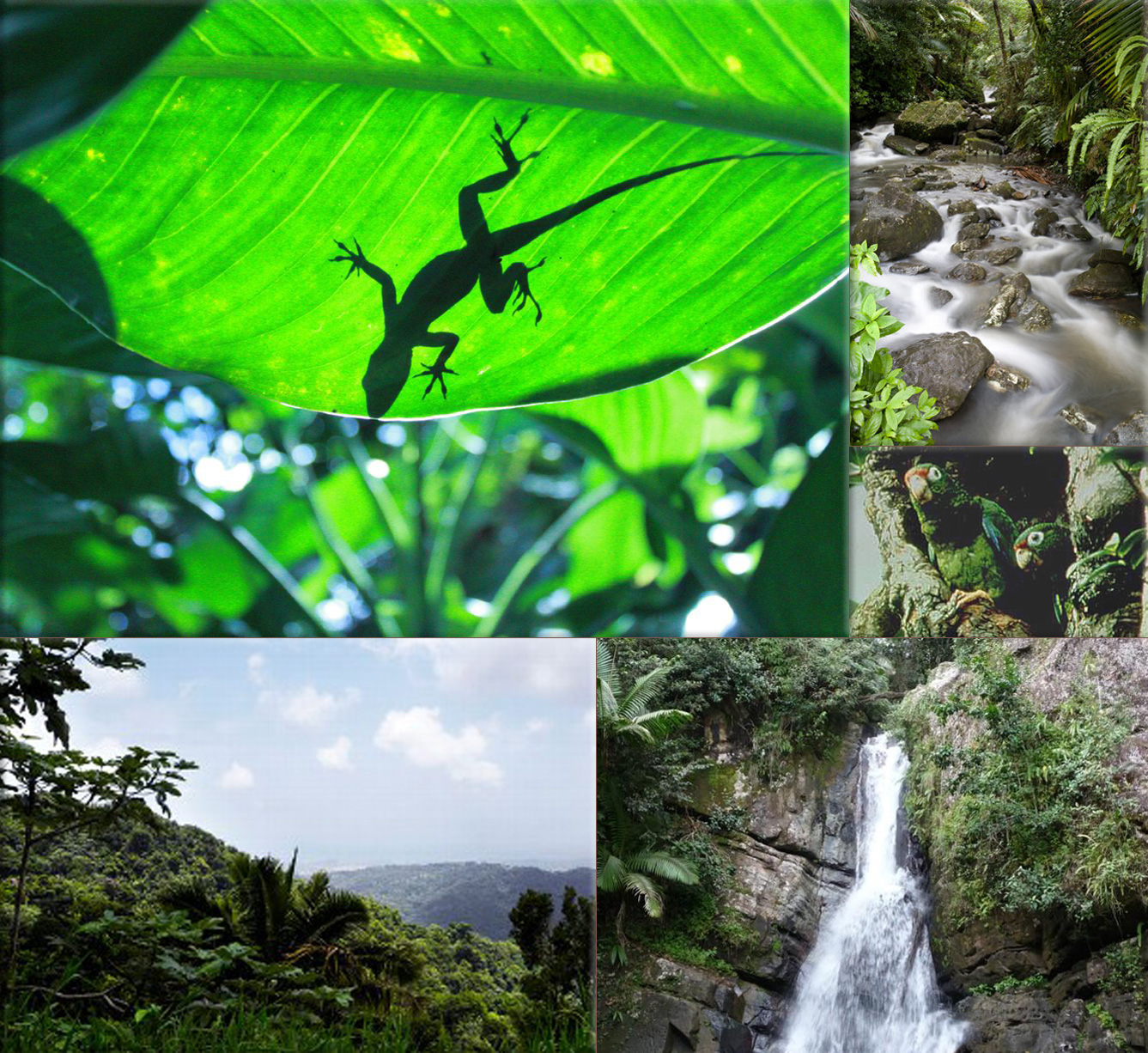 El Yunque National Forest, is a forest located in northeastern Puerto Rico (It is the only tropical rain forest in the United States National Forest System)