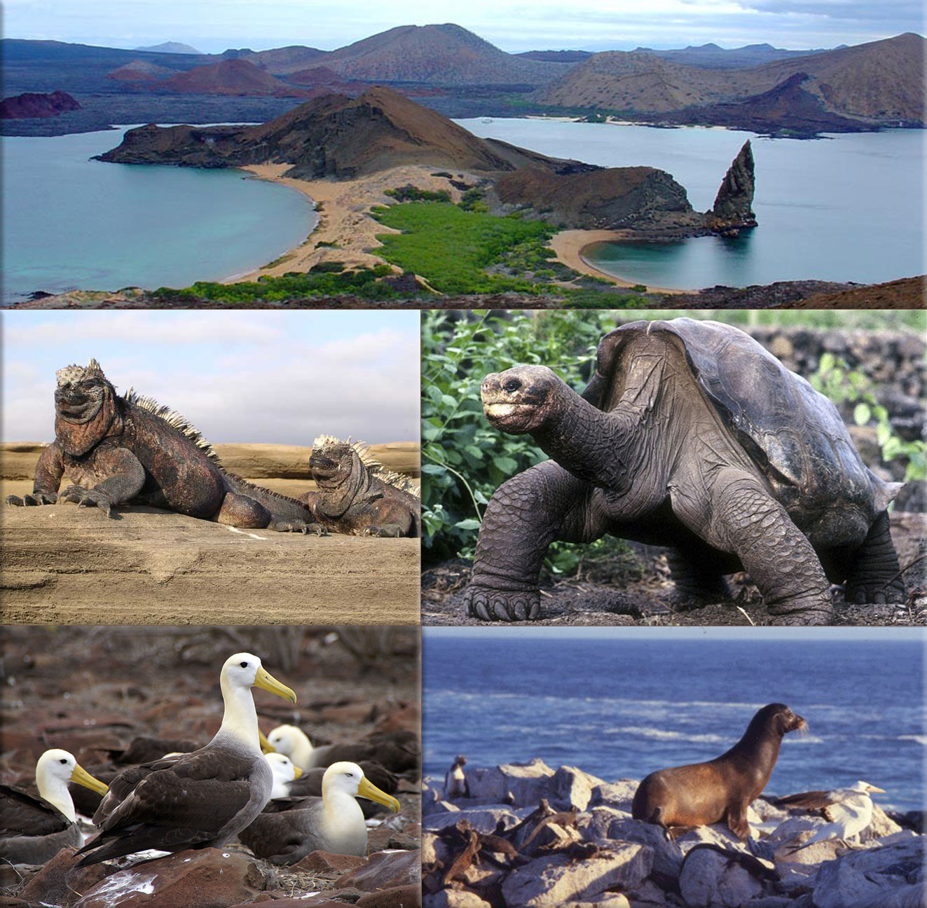 Galápagos Islands, Ecuador: Marine iguana ● Galapagos giant turtle ● Waved Albatrosses on Española ● Galapagos sea lion.
