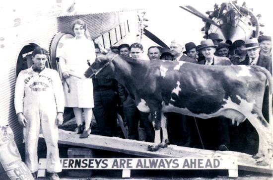 Elm Farm Ollie Nicknamed 'the Sky Queen' in 1930 she became the first cow to fly in an airplane