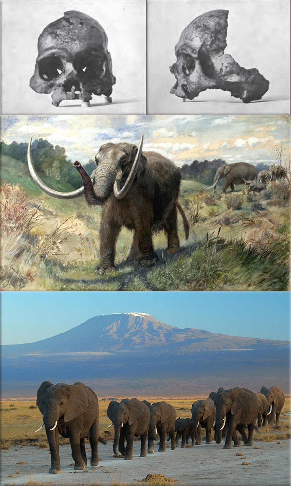 Calaveras Skull: (Skeletal Remains Suggesting or Attributed to Early Man in North America) ● Mastodon, Restoration by Charles R. Knight ● Elephant family at moving at Amboseli national park against Mount Kilimanjaro