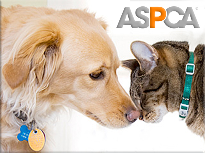 The American Society for the Prevention of Cruelty to Animals (ASPCA) is founded in New York City by Henry Bergh