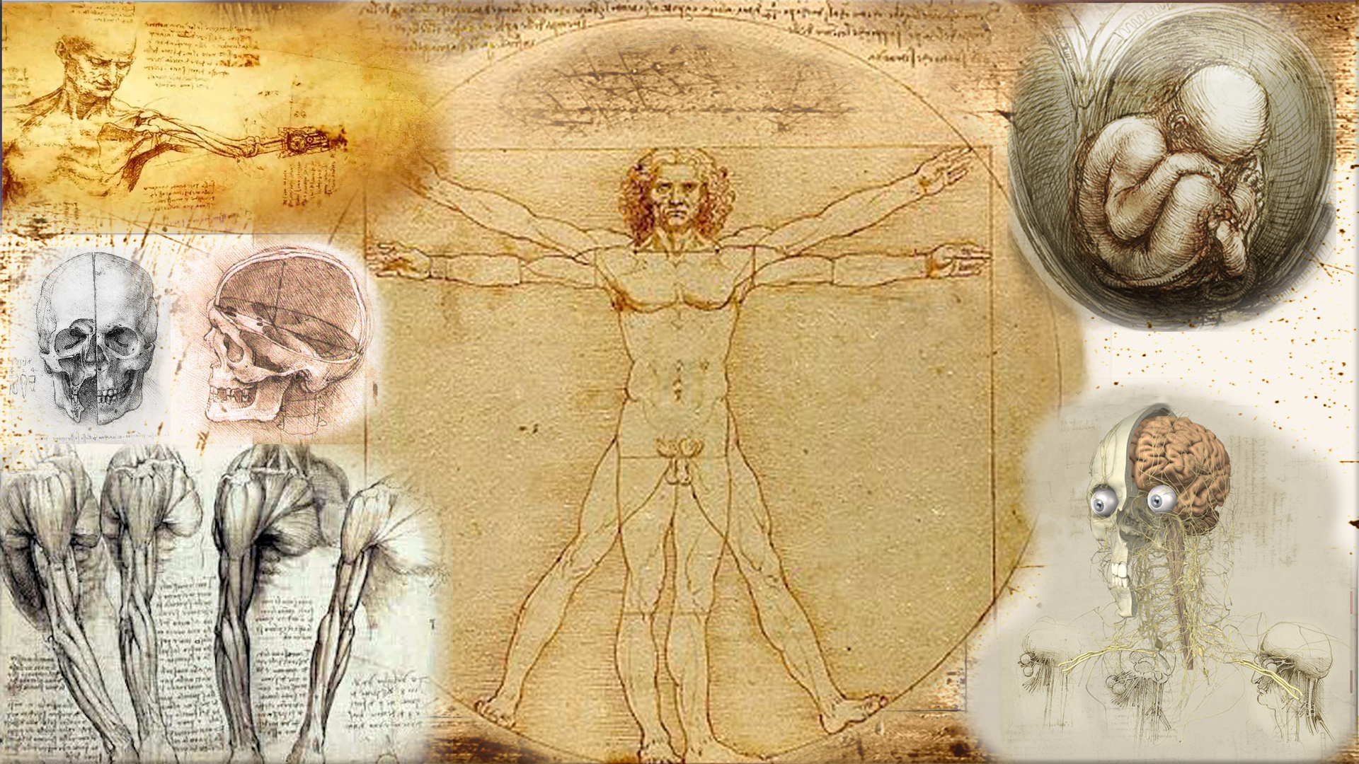 Leonardo da Vinci drawings - Vitruvian man