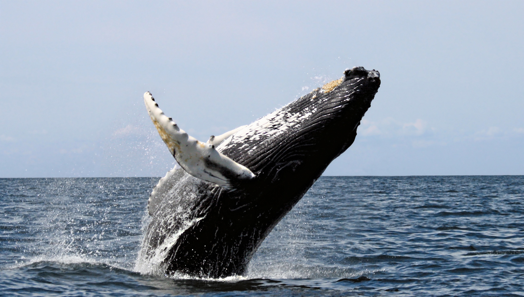 The International Whaling Commission decides to end commercial whaling by 1985-86