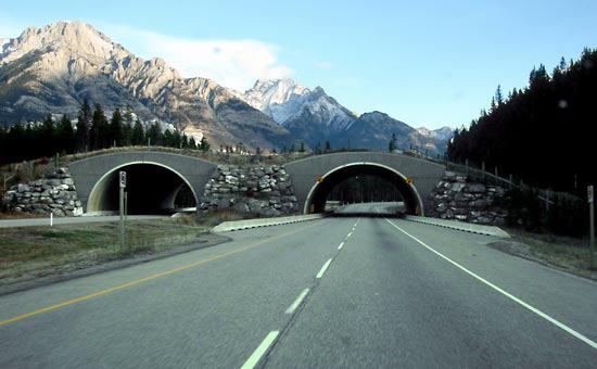 The Trans-Canada Highway, the largest national highway in the world, is officially opened