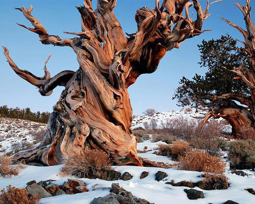Prometheus, a bristlecone pine and the world's oldest tree, is cut down