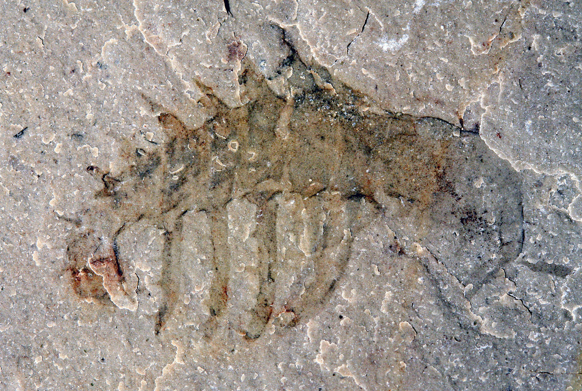 Burgess Shale fossils are discovered by Charles Doolittle Walcott