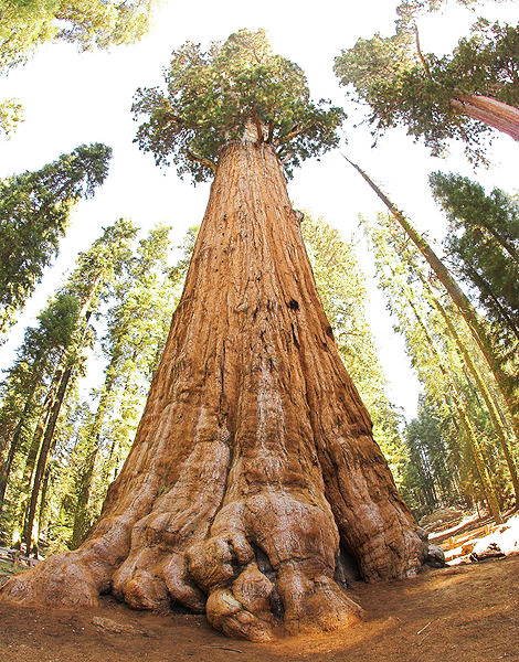 U.S. Congress establishes Sequoia National Park