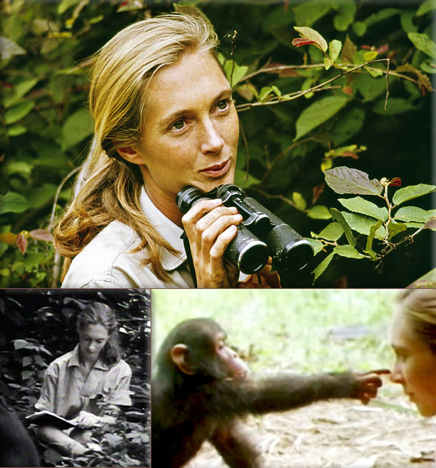 Kasakela Chimpanzee Community in Tanzania: Dr. Jane Goodall observes chimpanzees creating tools, the first-ever observation in non-human animals