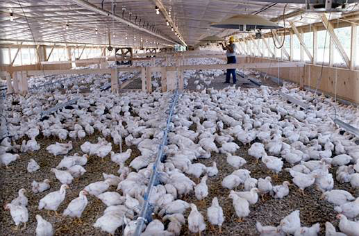 Poultry Farm, credit Quebec Canadian poultry farmers