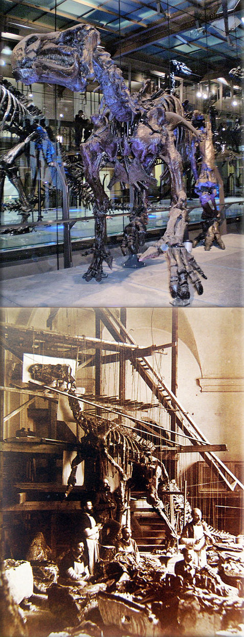 Iguanodon (Temporal range: Early Cretaceous, 126–125 Ma), I. bernissartensis mounted in a modern quadrupedal posture, Royal Belgian Institute of Natural Sciences, Brussels; Photograph of a Bernissart Iguanodon skeleton being mounted